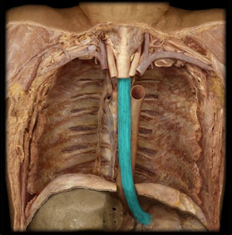 APR Module 12 Digestive System Flashcards Quizlet