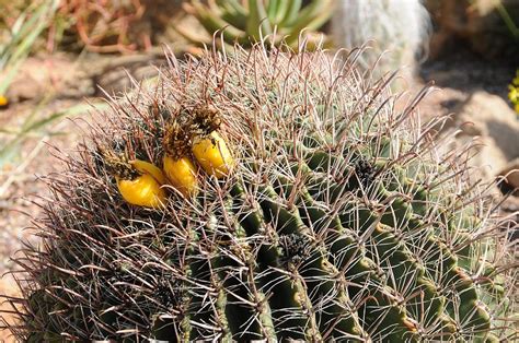 Arizona Barrel Cactus Photograph by Paul Moore - Pixels