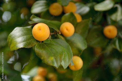 juá galho do pé de juazeiro frutos maduros e folhas Stock Photo