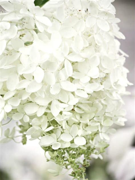 How To Keep Cut Hydrangeas From Wilting And Lasting Longer Stonegable