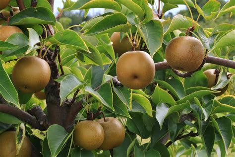 Best fast-growing fruit trees: 10 vigorous fruit trees to grow | Homes & Gardens