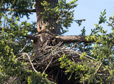 Fireworks pose danger to nesting eagles and other wildlife | South Whidbey Record