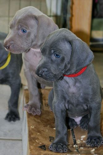 Blue River Weimaraners California Weimaraner Breeders Gun Dog