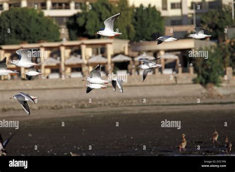 River nile birds hi-res stock photography and images - Alamy