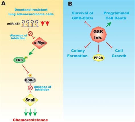 Effects Of GSK 3 On EMT And Drug Resistance Panel A MiR 451 Can