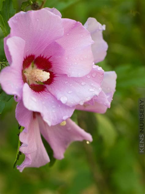 Cold Hardy Aphrodite Hibiscus Rose Of Sharon Kens Nursery