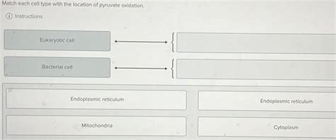 [ANSWERED] Match each cell type with the location of pyruvate oxidation ...