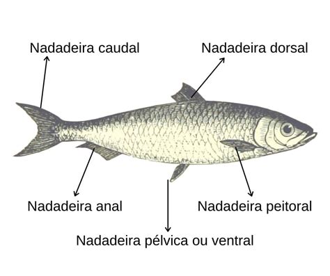 Peixes Principais Caracter Sticas Classifica O E Exemplos