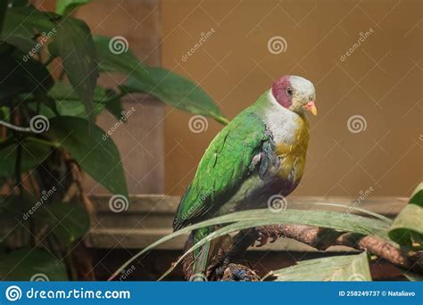 Yellow Breasted Fruit Dove Balorinay Ptilinopus Occipitalis Birds