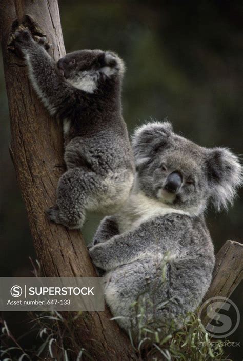 Koalas Baby Animals Koala Bear Cuddly Animals