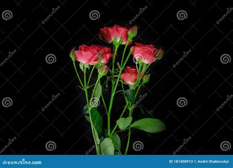 Rosas Rojas En Un Fondo Negro En El Estudio Ver Desde Arriba Imagen De