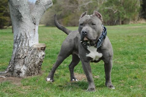 Blue American Bully: All The Breed Information You Need