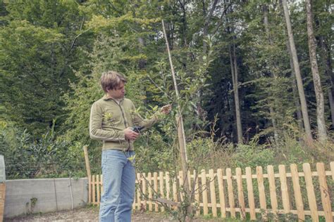 Jungen Apfelbaum Schneiden So Machen Sie Alles Richtig