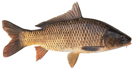 What Are The Common Types of Carp to Catch? - Fishmasters.com