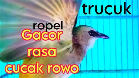 Trucukan Gacor Ropel Rasa Cucak Rowo Youtube