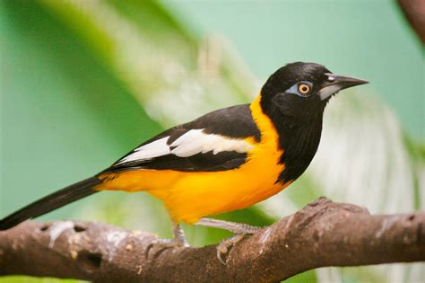 Turpial - National Venezuelan Bird/Ave Nacional Venezolana by Guillermo ...