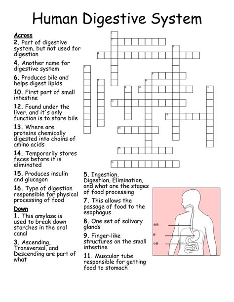 Digestive System Crossword Puzzle Printable