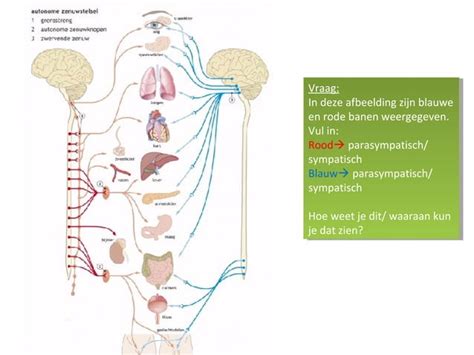 Anatomie Zenuwstelsel Ppt