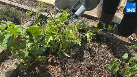 Roland Motte Jardinier Les Courges Ont Tout Bon Au Jardin Et En