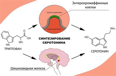 5 Htr что за витамины