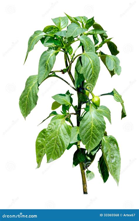 Hot Pepper Plant Blooming With Little Peppers Isolated On Whit Stock