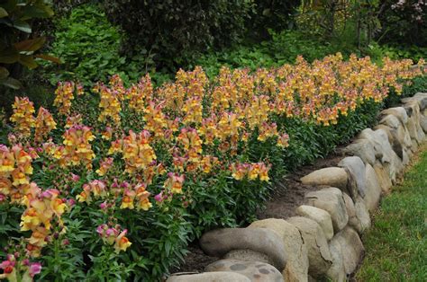 Snapshot Sunset Snapdragon Antirrhinum Majus Proven Winners