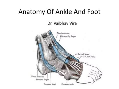 Anatomy of ankle and foot | PPT