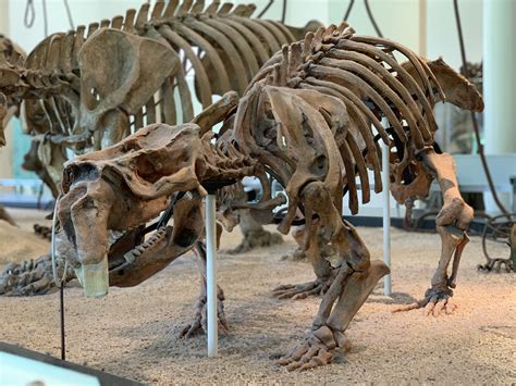 Diprotodon Skeleton