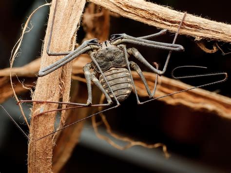 Premium Photo A Large Bug With A Long Tail And A Long Tail Is On A