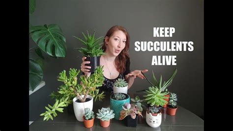 SUCCULENTS FOR BEGINNERS TIPS FOR GROWING SUCCULENTS INDOORS