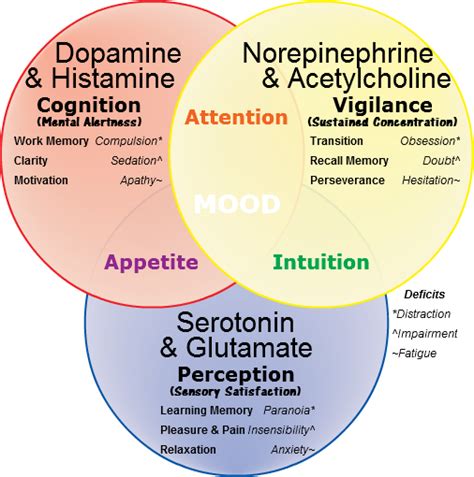 Dopamine Vs Serotonin Vs Norepinephrine - Dentro deun