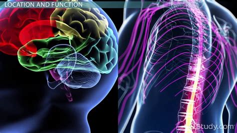 White Matter Vs Gray Matter Difference And Medical Terms Video