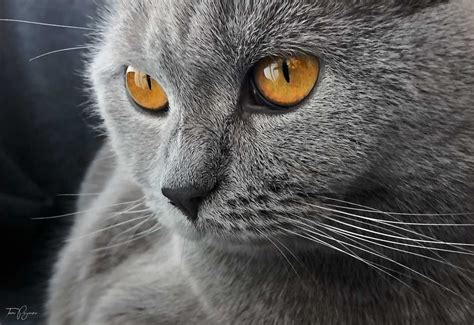 British Shorthair Fotoğrafları Kedi Sesi