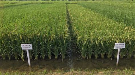 Three New Pusa Basmati Varieties By Iari To Help India Re Establish