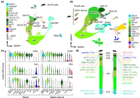 Conserved Thymopoiesis Between Mouse And Naked Mole Rat A Umap Of