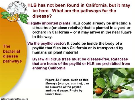 Huanglongbing Hlb A Deadly Disease Of Citrus A