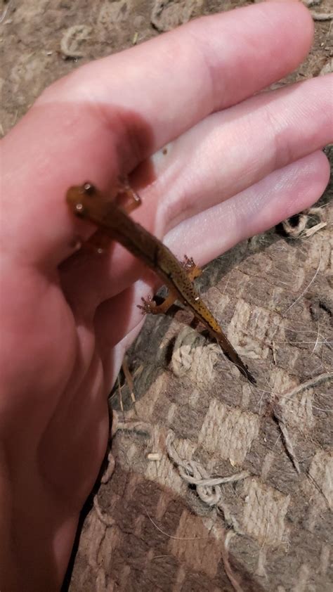 Brook Salamanders From Apple Grove On May 4 2024 At 11 54 PM By