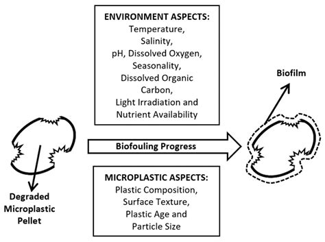 Micro Free Full Text The Importance Of Biofilms On Microplastic