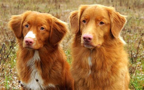 Nova Scotia Duck Tolling Retriever, Dog, Animals Wallpapers HD ...