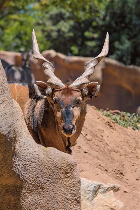 Eastern Giant Eland Largest Antelope In The World Here At The San Diego