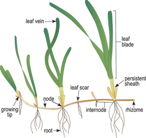 What Is Zostera Marina