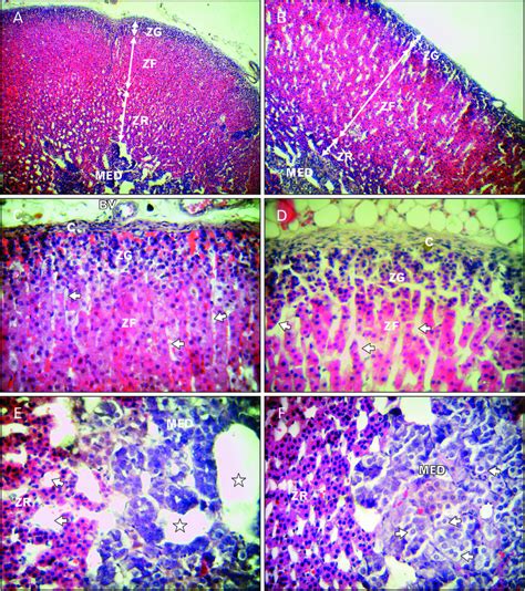 Light Microscopic Features Of The Adrenal Gland In The 50 Days Control Download Scientific