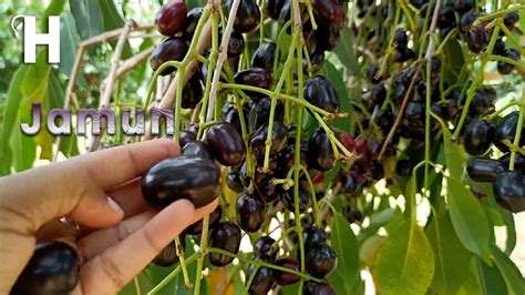 Weird Fruit Jamun Or Indian Blackberry Cultivation Powerful