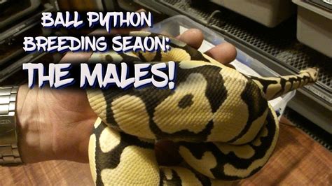 Ball Python Breeding Season The Males Youtube