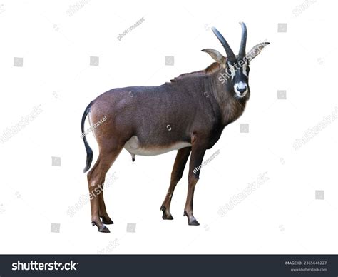 1,402 Sable Antelope Horns Images, Stock Photos, 3D objects, & Vectors ...