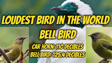 Bell Bird Sound Loudest Bird Sound In The World Bell Birds Bell Bird Song Morning