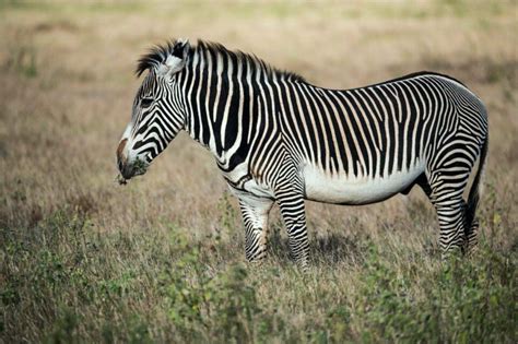 Zebras Quais S O As Esp Cies Origem Caracter Sticas E Curiosidades