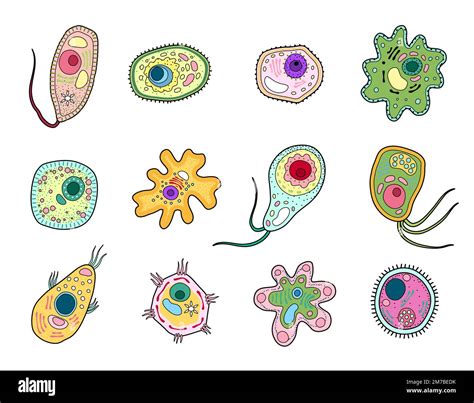 Protista Microorganismo Protozoario O Ameba Células De Ameba Y