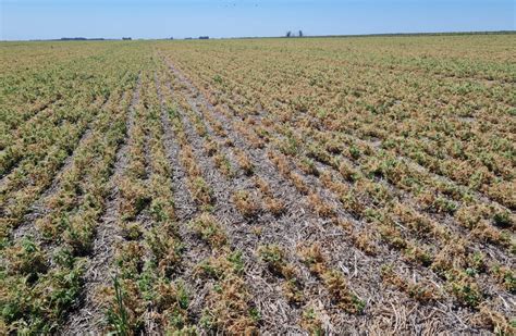 El Campo Pide Más Medidas Para Los Pequeños Y Medianos Productores Tras El Impacto De La Sequía