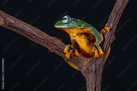 Wallace S Flying Frog Rhacophorus Nigropalmatus Also Known As The